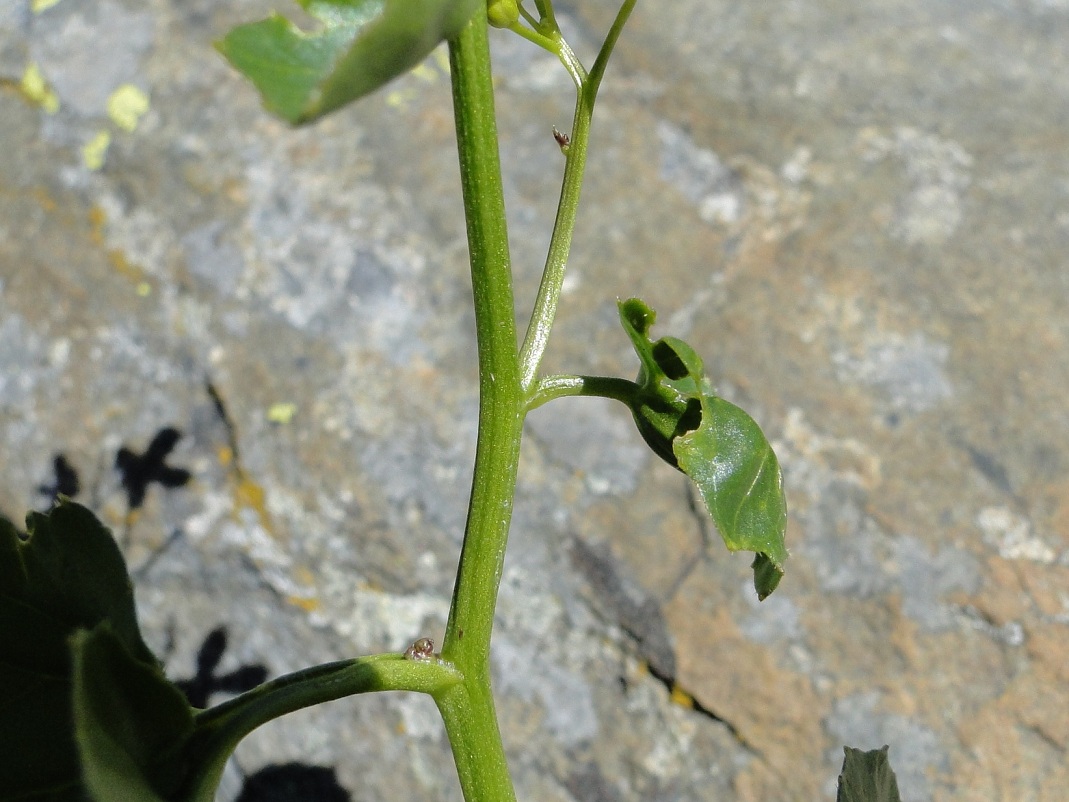 Cardamine asarifolia / Billeri a foglie rotonde